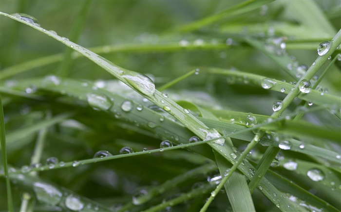 Green grass, after rain, water drops Wallpapers Pictures Photos Images