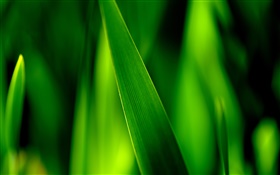 Green grass blades macro HD wallpaper