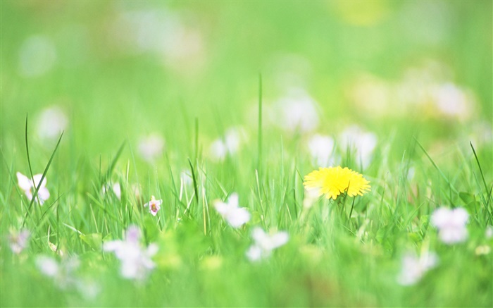 Green grass, yellow flower, bokeh Wallpapers Pictures Photos Images