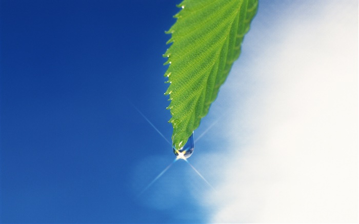 Green leaf, blue sky, glare, dew Wallpapers Pictures Photos Images
