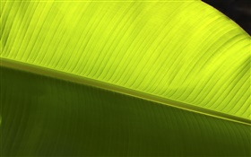 Green leaf macro close-up HD wallpaper