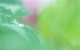 Green leaf macro, water drops, bokeh HD wallpaper