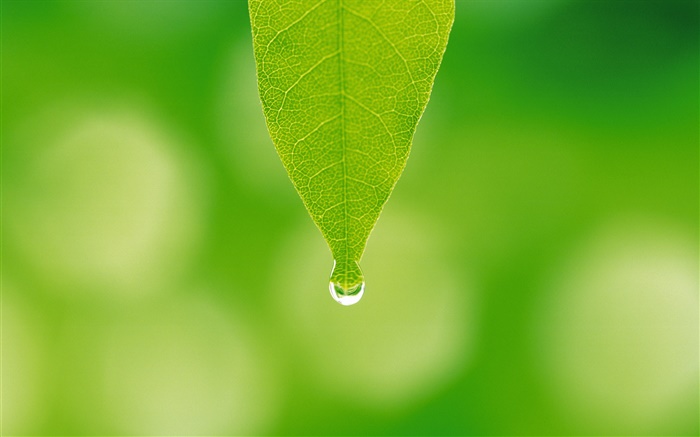 Green leaf, water drops, bokeh Wallpapers Pictures Photos Images