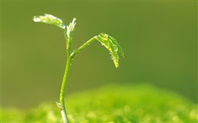 Green leaves, buds, spring, water droplets HD wallpaper