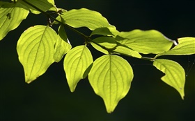 Green leaves close-up, black background HD wallpaper