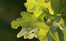 Green leaves, macro photography HD wallpaper