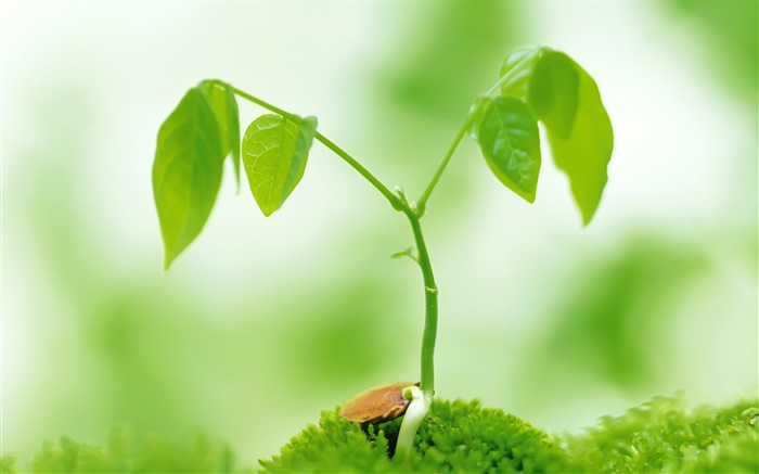 Green leaves, spring green shoots Wallpapers Pictures Photos Images