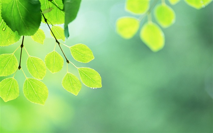 Green leaves, twigs, water drops Wallpapers Pictures Photos Images