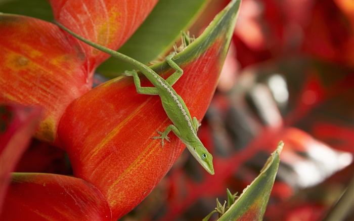 Green lizard, red petals Wallpapers Pictures Photos Images