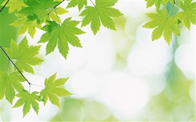 Green maple leaves, bokeh HD wallpaper