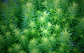 Green plants close-up