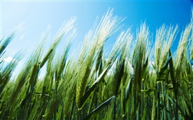 Green wheat filed, blue sky HD wallpaper