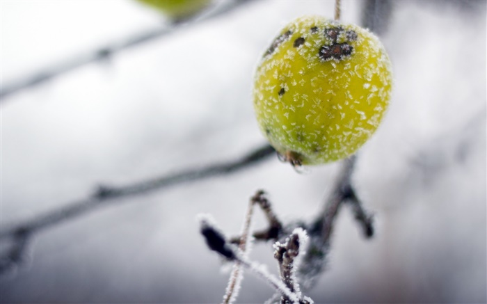 Green, wild fruit, winter, frost Wallpapers Pictures Photos Images