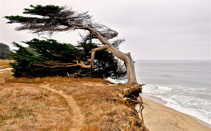 Half Moon Bay, California, USA, coast, tree Wallpapers Pictures Photos Images