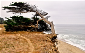 Half Moon Bay, California, USA, coast, tree HD wallpaper