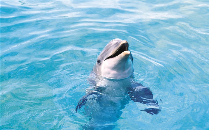 Happy dolphin, blue sea Wallpapers Pictures Photos Images