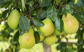 Harvest, pears, leaves