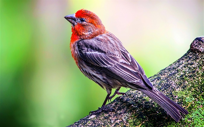 House finch close-up Wallpapers Pictures Photos Images