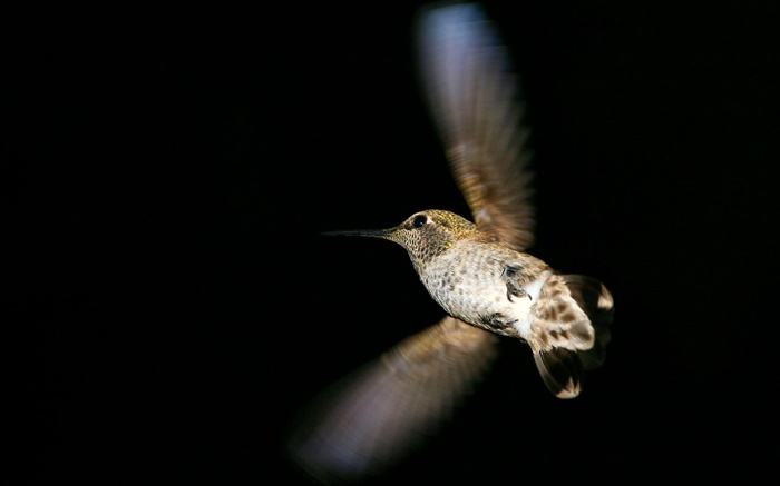 Hummingbird flight, black background Wallpapers Pictures Photos Images