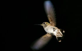 Hummingbird flight, black background HD wallpaper