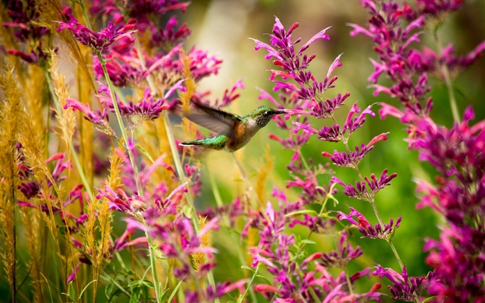 Hummingbird, pink flowers Wallpapers Pictures Photos Images