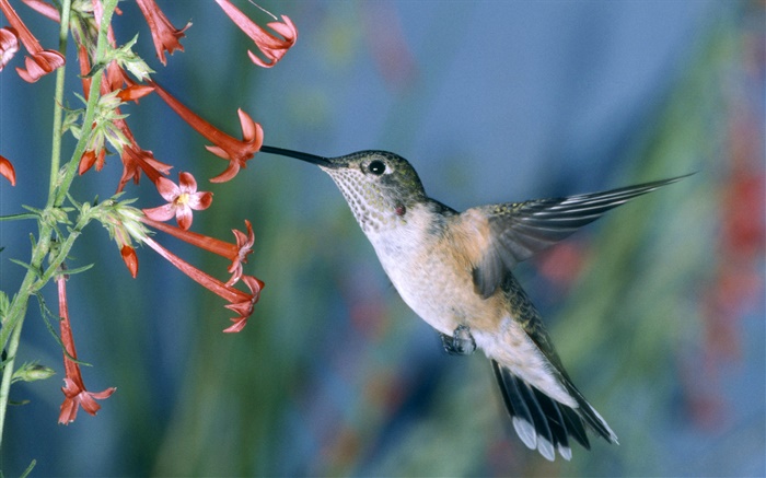 Hummingbird, red flowers Wallpapers Pictures Photos Images