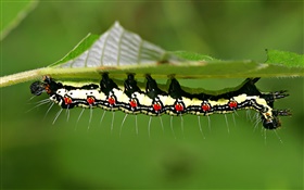 Insect caterpillar HD wallpaper