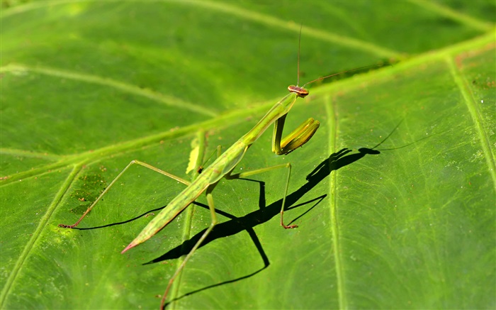 Insect close-up, mantis Wallpapers Pictures Photos Images