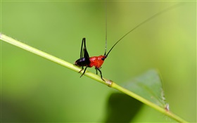 Insect cricket close-up HD wallpaper