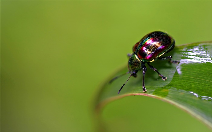 Insect scarab Wallpapers Pictures Photos Images