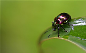 Insect scarab HD wallpaper