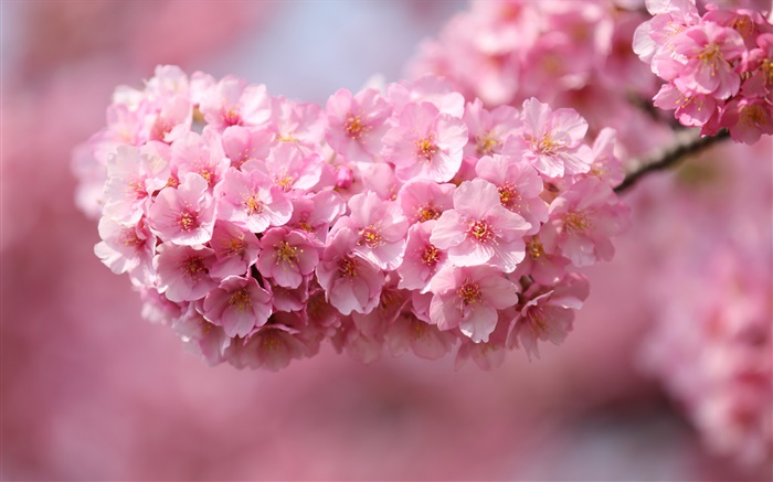 Japan sakura, twigs, pink flowers, bokeh Wallpapers Pictures Photos Images
