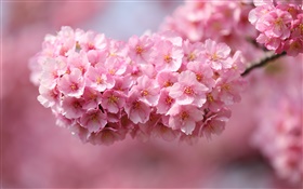 Japan sakura, twigs, pink flowers, bokeh