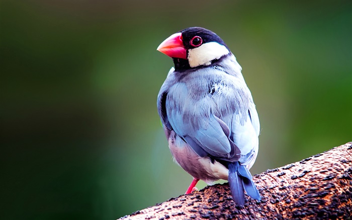 Java sparrow Wallpapers Pictures Photos Images