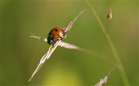 Ladybug, grass, bokeh HD wallpaper