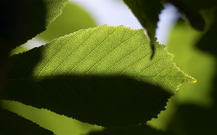 Leaf close-up, light and dark Wallpapers Pictures Photos Images