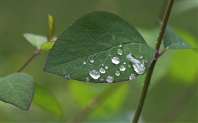 Leaf close-up, water drops HD wallpaper