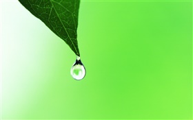 Leaf, dew, green background