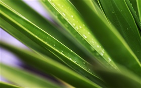 Leaf, green leaves, water droplets HD wallpaper