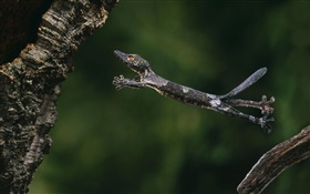 Leaf-tailed gecko HD wallpaper