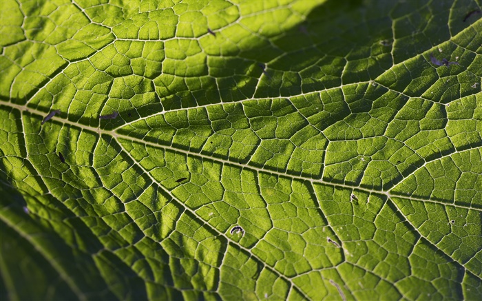 Leaf vein close-up Wallpapers Pictures Photos Images