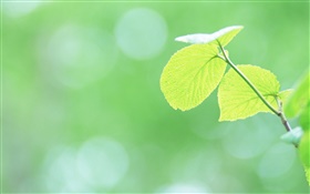 Leaves close-up, green, bokeh HD wallpaper
