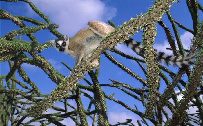 Lemur in the tree Wallpapers Pictures Photos Images