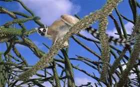 Lemur in the tree HD wallpaper