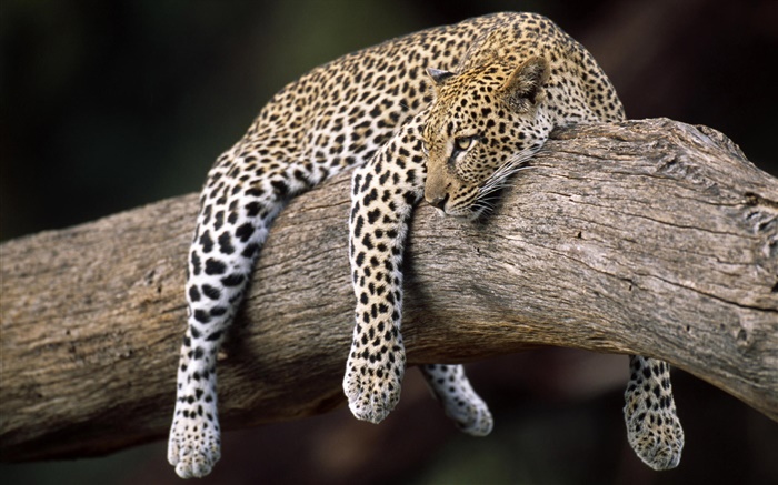 Leopard in the tree Wallpapers Pictures Photos Images