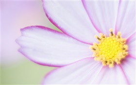 Light purple flower close-up, petals HD wallpaper