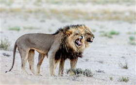 Lions, Africa HD wallpaper