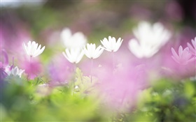 Little white flowers close-up, blurry HD wallpaper