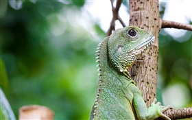 Lizard on the tree HD wallpaper
