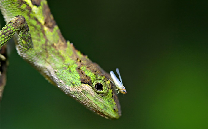 Lizard with insect Wallpapers Pictures Photos Images